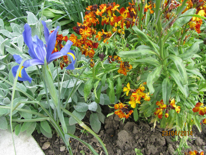 IMG_2544 - Flori de gradina-2014 Primavara