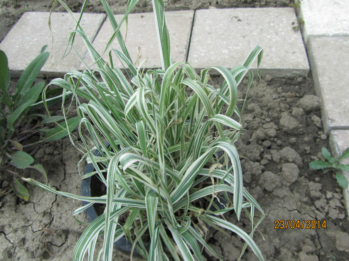 Phalaris Arundinacea Picta - Flori de gradina-2014 Primavara