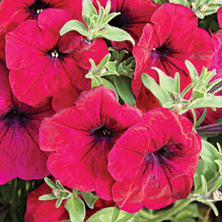 Avalanche F1 Purple Red - Petunia pendula