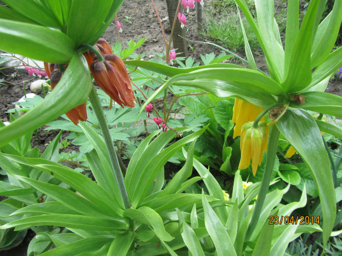 Fritillaria trecute