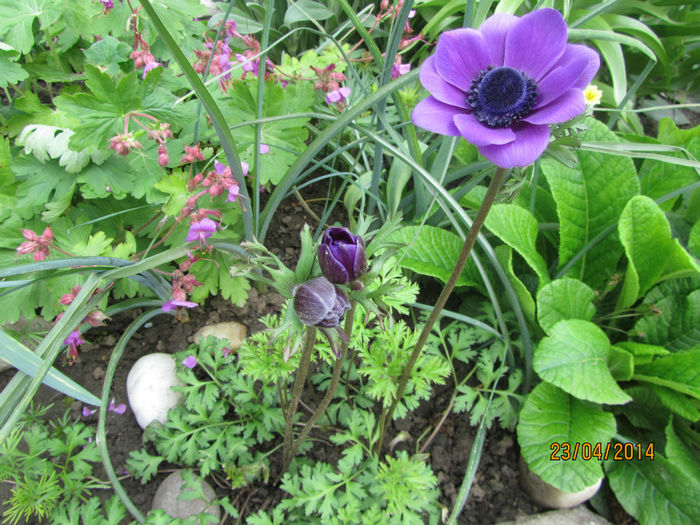 IMG_2540 - Flori de gradina-2014 Primavara