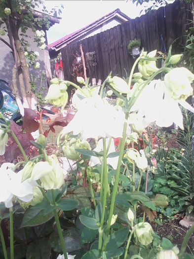Picture 321 - flori de gradina 2014