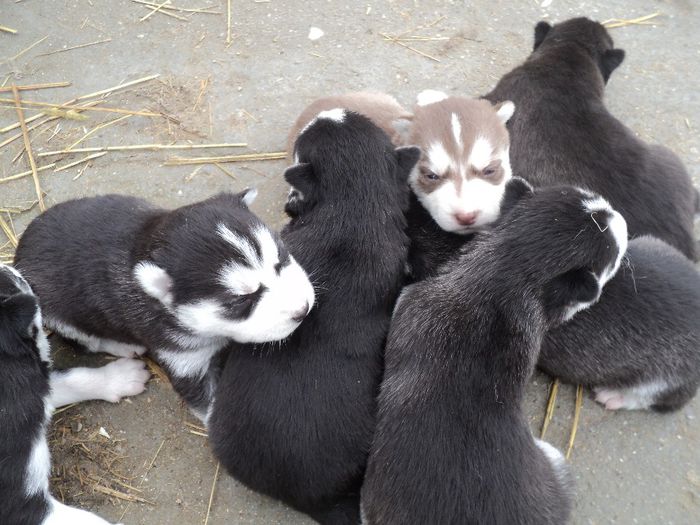 au iesit la soare au 19 zile