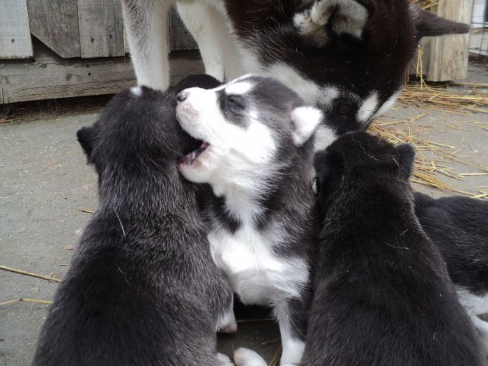 au iesit la soare au 19 zile