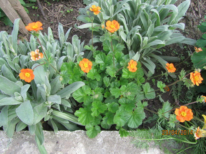 2014 - 05-Geum Coccineum o floare comoda