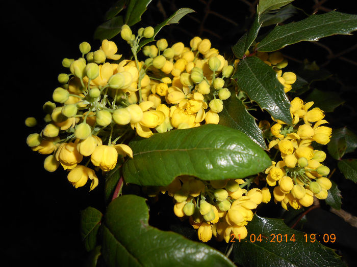 DSCN8044 - Mahonia aquifolium