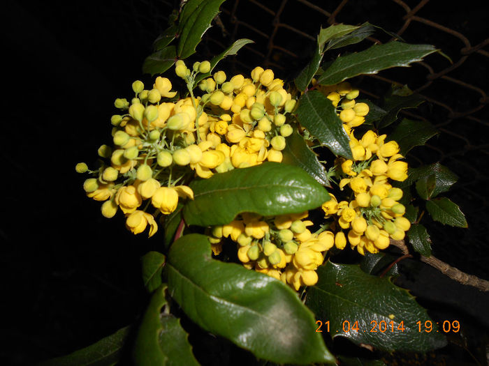 DSCN8045 - Mahonia aquifolium