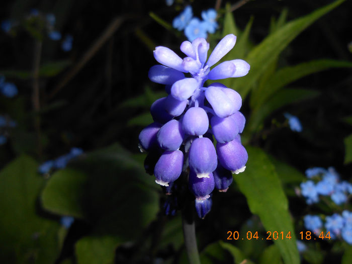 DSCN7954 - Muscari