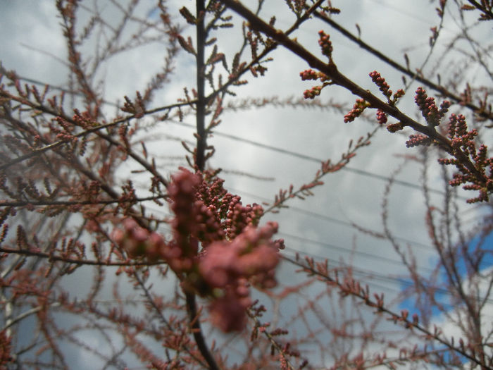 Tamarix tetranda (2014, April 13) - Tamarix tetranda