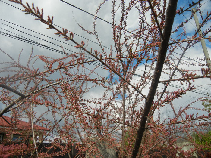 Tamarix tetranda (2014, April 13)