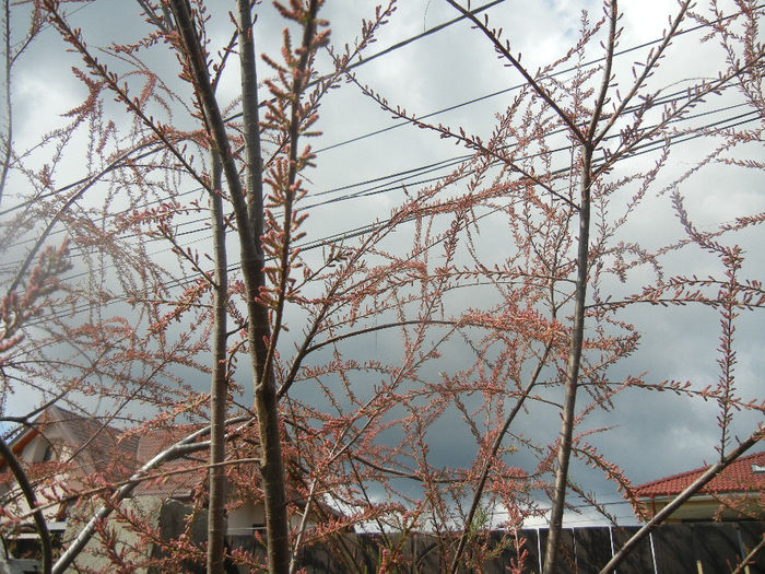 Tamarix tetranda (2014, April 13)