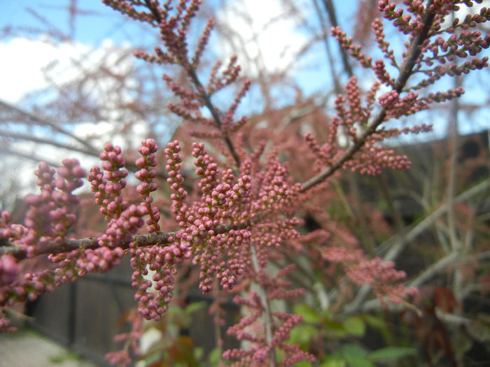 Tamarix tetranda (2014, April 20)