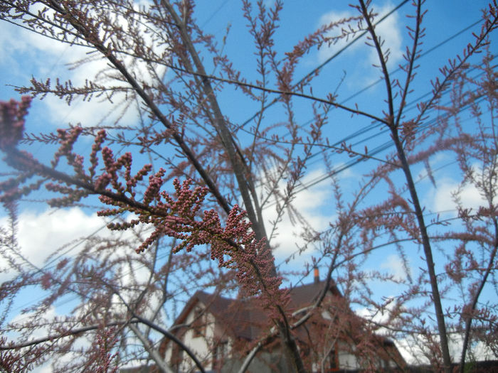 Tamarix tetranda (2014, April 20)