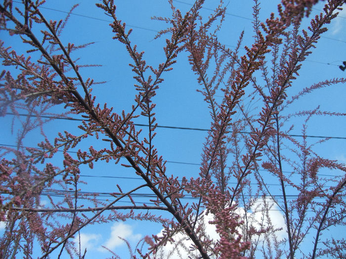 Tamarix tetranda (2014, April 20)