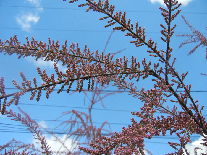 Tamarix tetranda (2014, April 20)