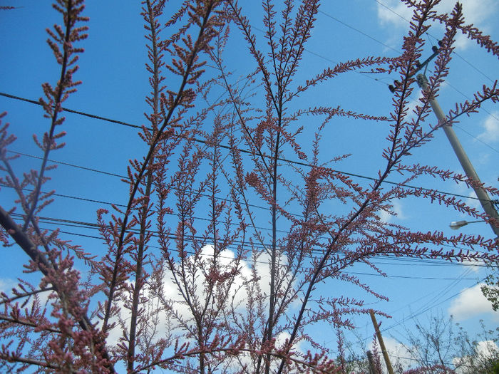 Tamarix tetranda (2014, April 20)