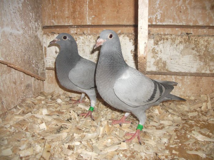 A 043 - vanzare pui 2014