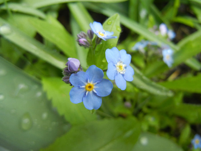 Myosotis alpestris (2014, April 20) - MYOSOTIS Alpestris