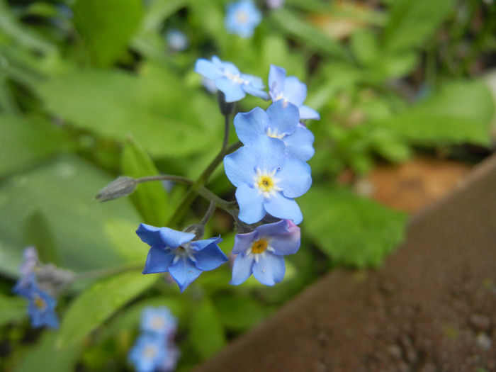 Myosotis alpestris (2014, April 20) - MYOSOTIS Alpestris