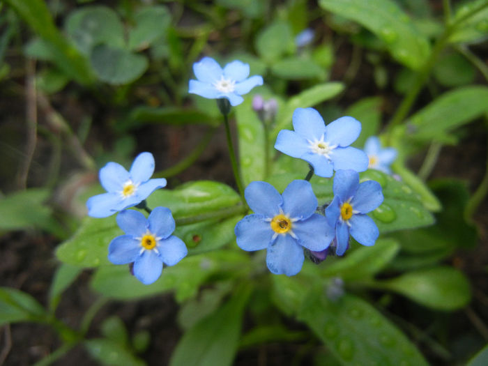 Myosotis alpestris (2014, April 20) - MYOSOTIS Alpestris