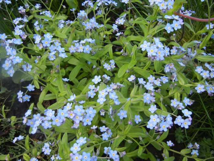 Myosotis alpestris (2014, April 20) - MYOSOTIS Alpestris