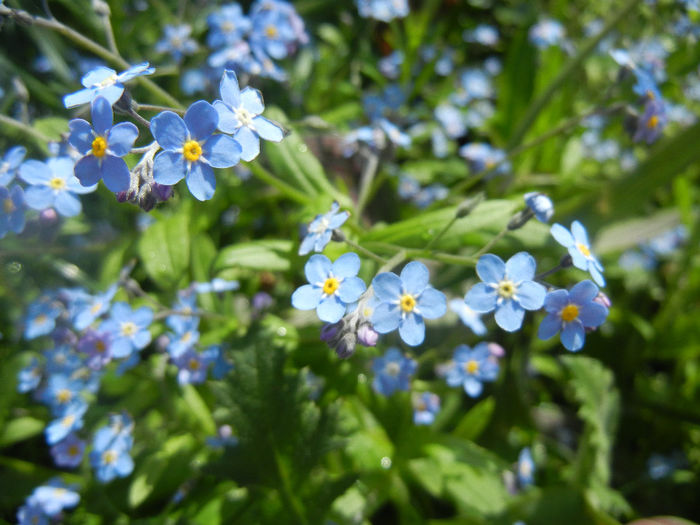 Myosotis alpestris (2014, April 20) - MYOSOTIS Alpestris