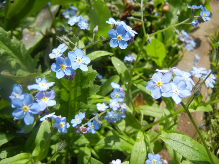 Myosotis alpestris (2014, April 20) - MYOSOTIS Alpestris