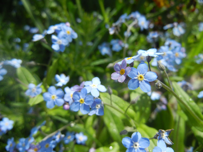 Myosotis alpestris (2014, April 20) - MYOSOTIS Alpestris