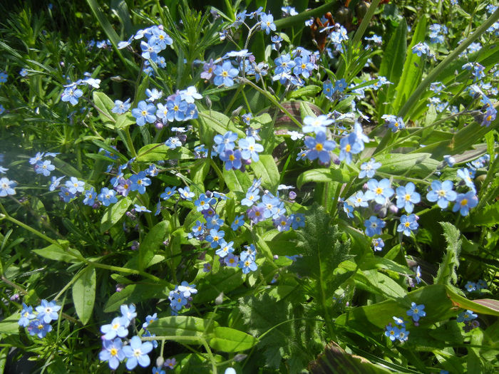 Myosotis alpestris (2014, April 20) - MYOSOTIS Alpestris