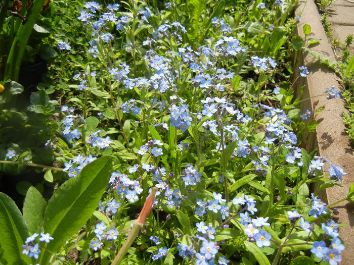 Myosotis alpestris (2014, April 20) - MYOSOTIS Alpestris