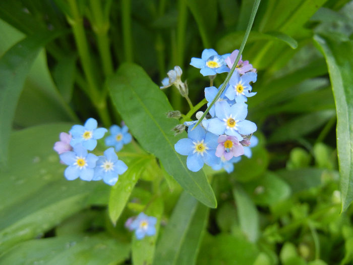 Myosotis alpestris (2014, April 20) - MYOSOTIS Alpestris