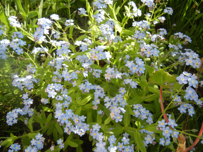 Myosotis alpestris (2014, April 21) - MYOSOTIS Alpestris