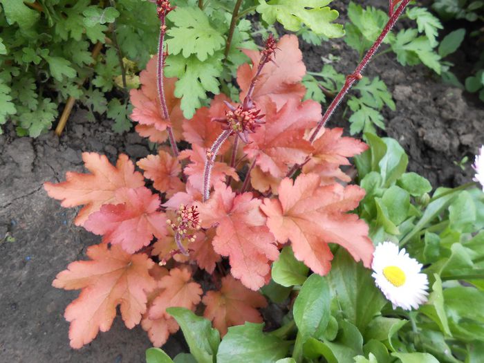heuchera peach flambe