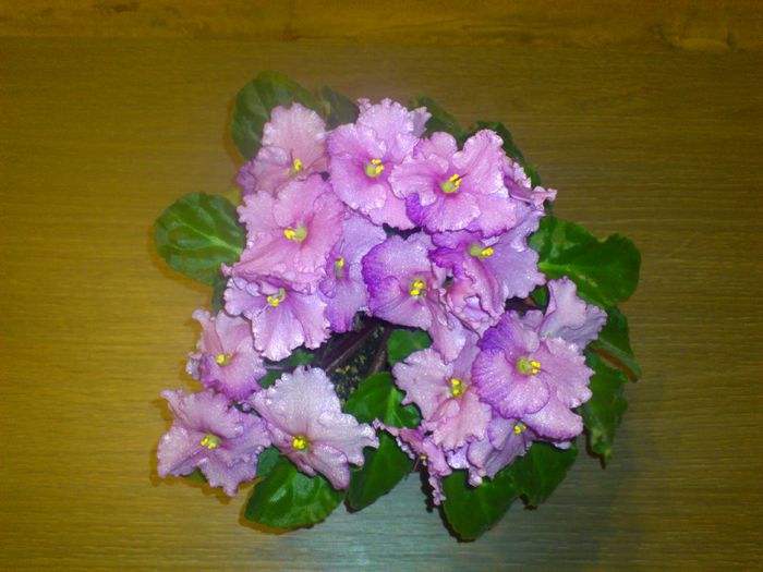 DSC_4140 - Violete
