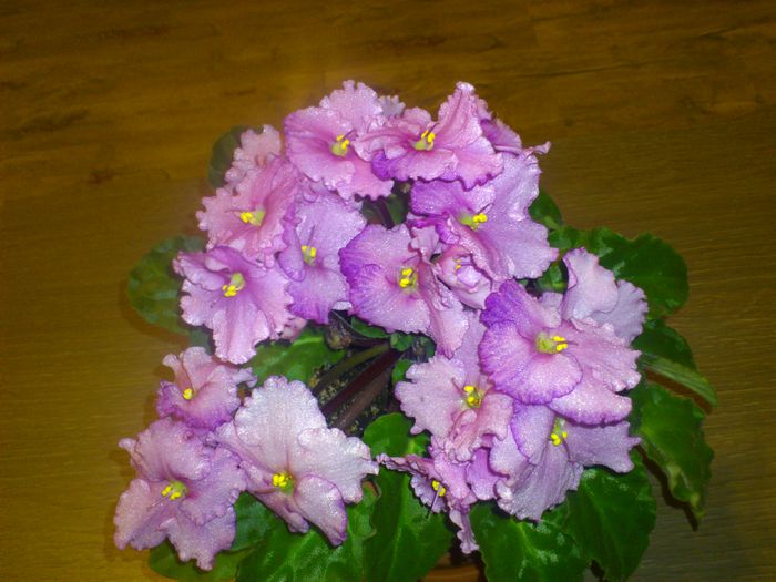 DSC_4139 - Violete