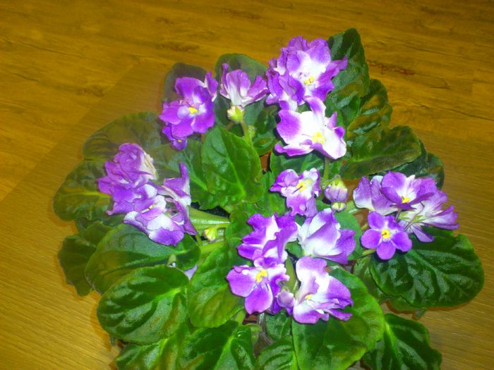 DSC_4136 - Violete