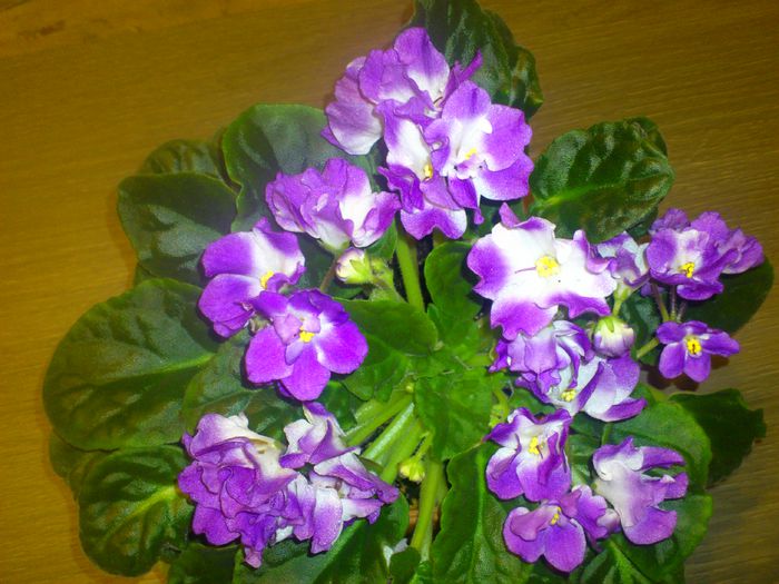 DSC_4134 - Violete