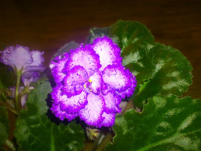 DSC_4121 - Violete