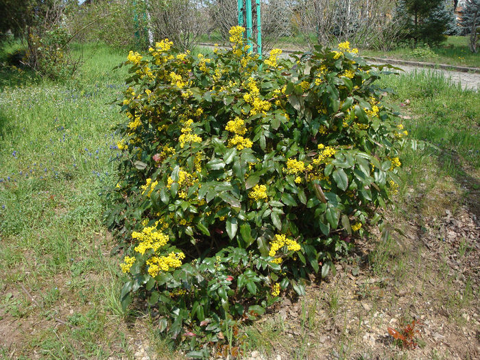 Berberis aquifolium  Pursh 1813