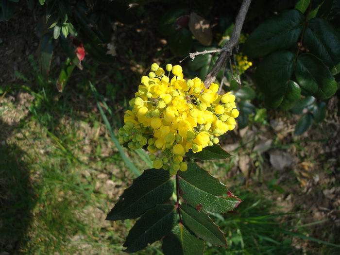 Berberis aquifolium Pursh 1813 - Berberis