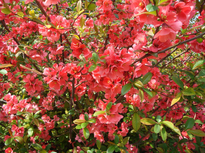 Chaenomeles japonica (Thunb.) Lindl. ex Spach 1834