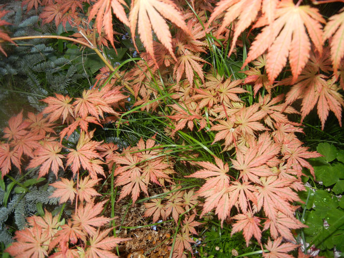 Acer palmatum Ariadne (2014, April 24)
