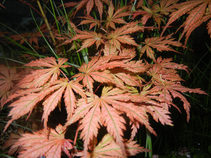 Acer palmatum Ariadne (2014, April 24)
