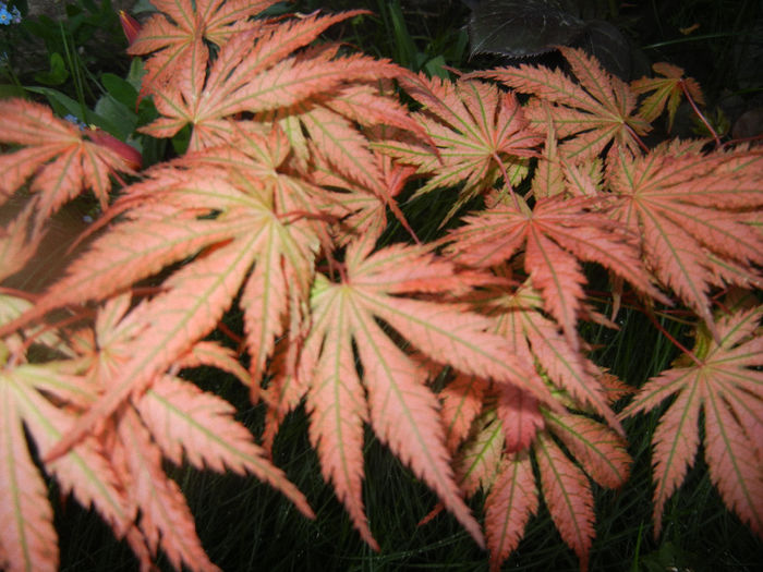 Acer palmatum Ariadne (2014, April 24)