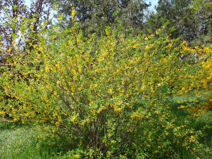 Forsythia × intermedia Zabel 1885 - Forsythia