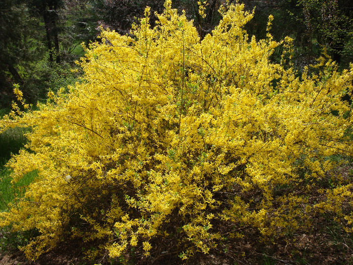 Forsythia suspensa  (Thunb.) Vahl 1804