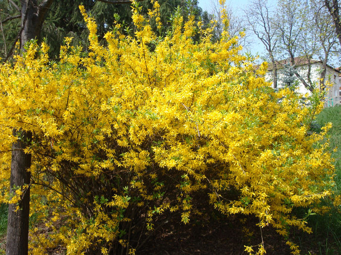 Forsythia suspensa (Thunb.) Vahl 1804 - Forsythia