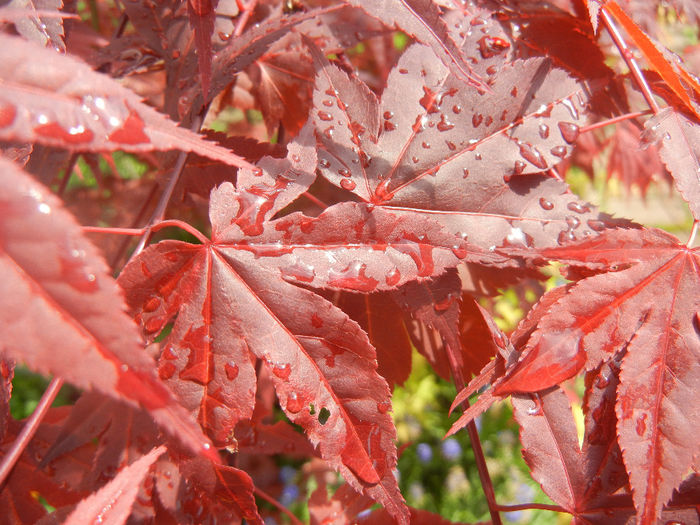 Acer palmatum Bloodgood (2014, Apr.22)