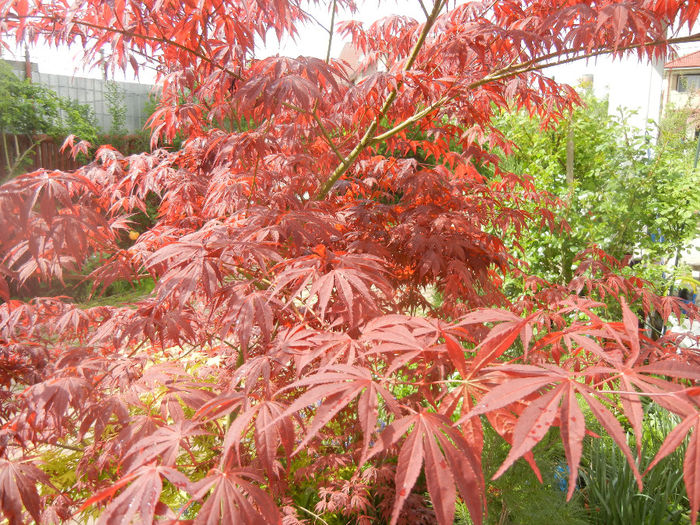 Acer palmatum Bloodgood (2014, Apr.22)