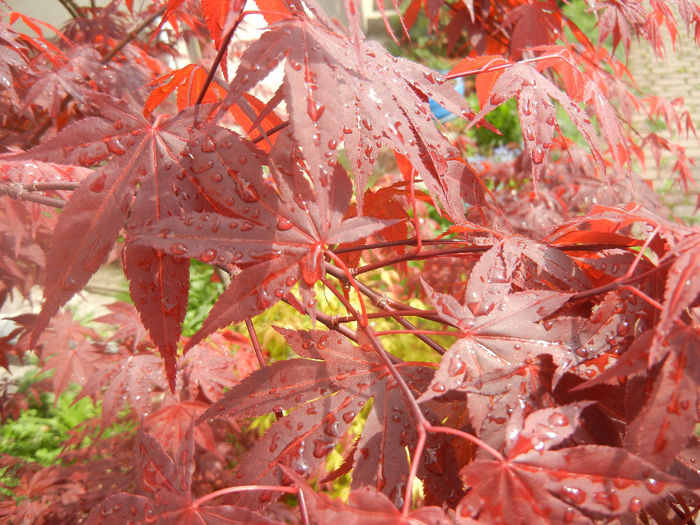 Acer palmatum Bloodgood (2014, Apr.22)